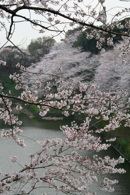 sakura
