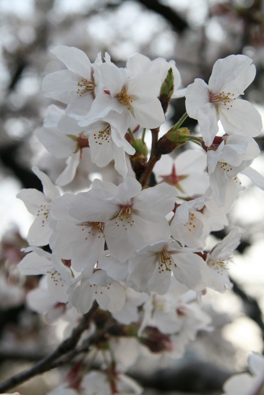 sakura