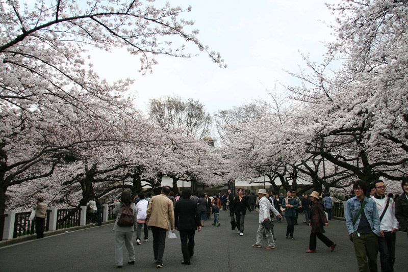 sakura