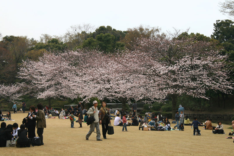 sakura