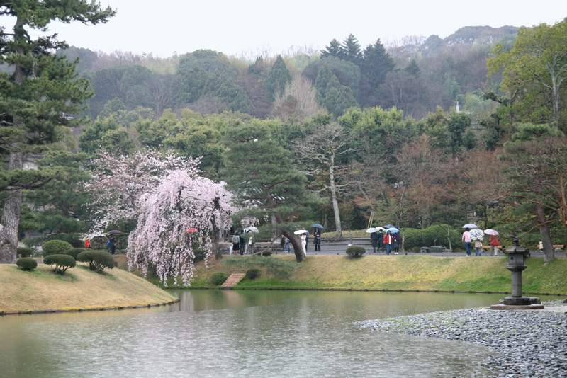 sakura