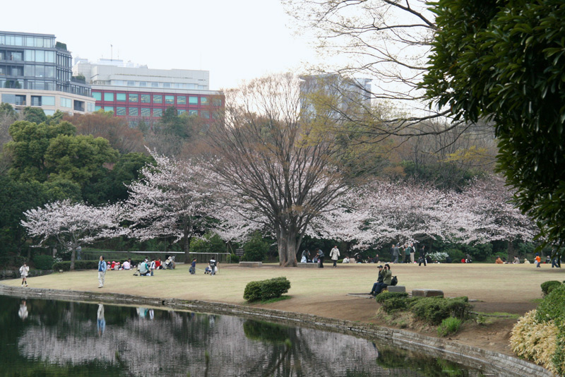 sakura