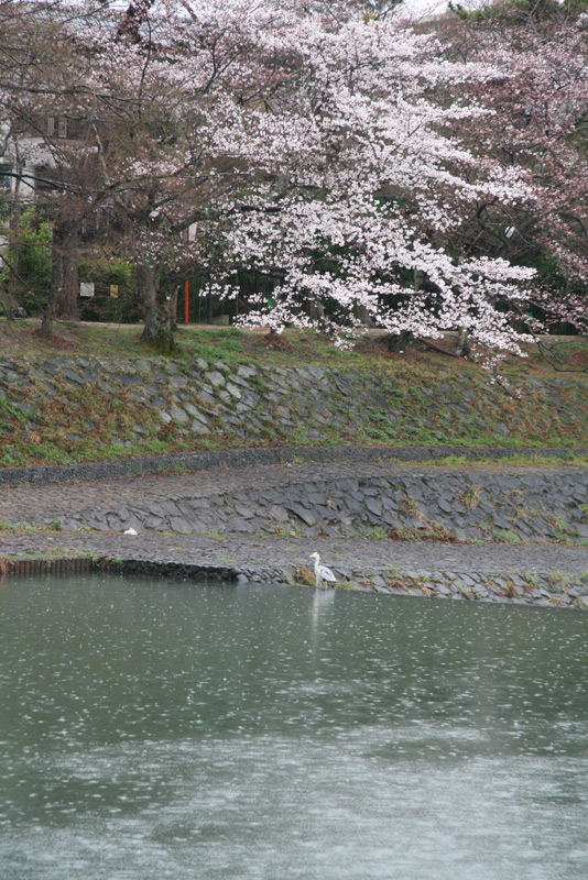 sakura