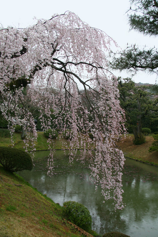 sakura