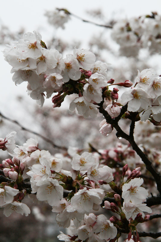 sakura
