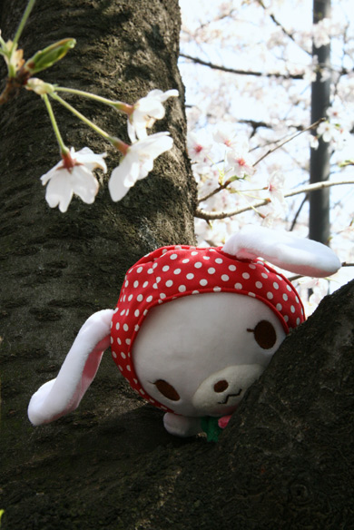 sakura
